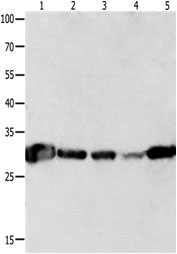 YWHAQ Antibody