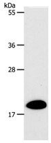 SIRT5 Antibody