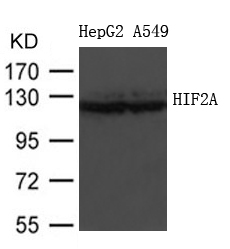 HIF2A Antibody