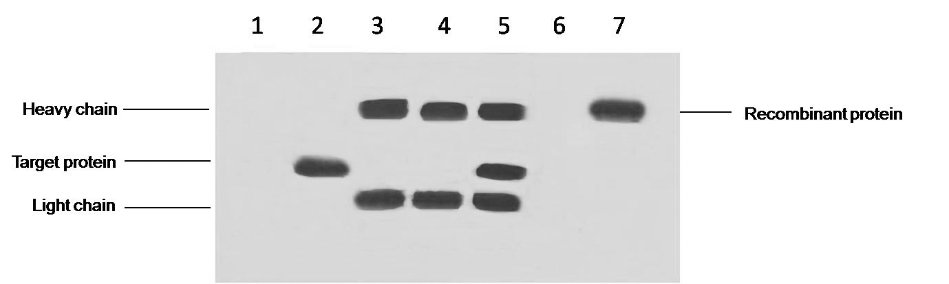 DYKDDDDK-Tag Mouse Monoclonal Antibody