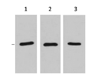 RFP-Tag Mouse Monoclonal Antibody