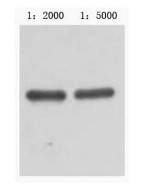 MBP-Tag Mouse Monoclonal Antibody