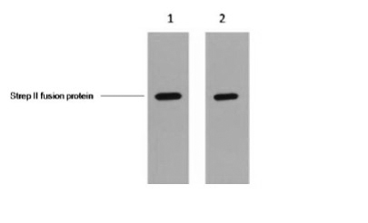 Strep II tag Mouse Monoclonal Antibody