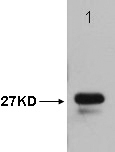 T7-Tag Mouse Monoclonal Antibody