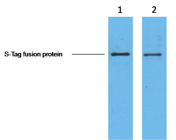 S-Tag Mouse Monoclonal Antibody