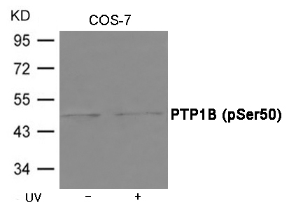 PTP1B (Phospho-Ser50) Antibody