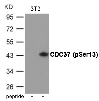 CDC37 (Phospho-Ser13) Antibody