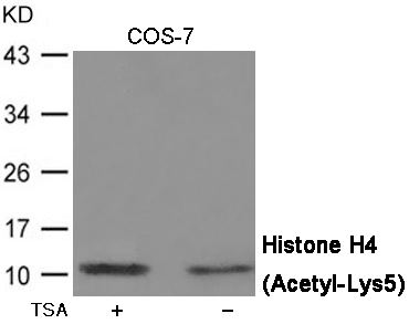 Histone H4 (Acetyl-Lys5) Antibody