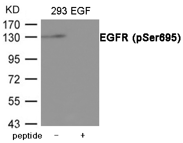 EGFR (Phospho-Ser695) Antibody