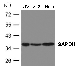 GAPDH Antibody