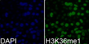 Histone H3K36me1 Polyclonal Antibody