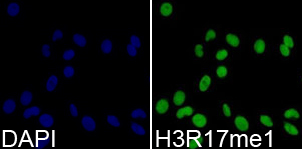 Histone H3R17me1 Polyclonal Antibody