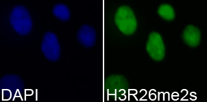 Histone H3R26me2s Polyclonal Antibody