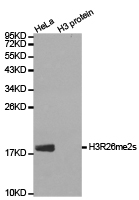 Histone H3R26me2s Polyclonal Antibody