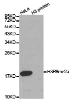 Histone H3R8me2a Polyclonal Antibody
