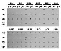 Histone H3R8me2a Polyclonal Antibody