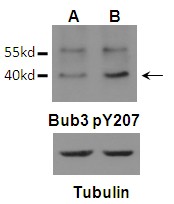 Bub3 (Phospho-Tyr207) Antibody