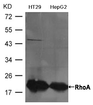 RhoA Antibody