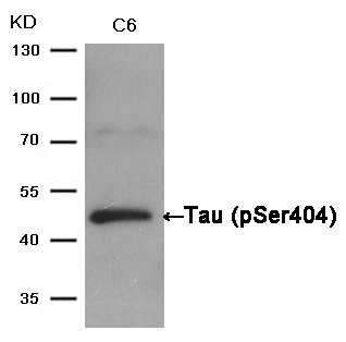 Tau(Phospho-Ser404) Antibody