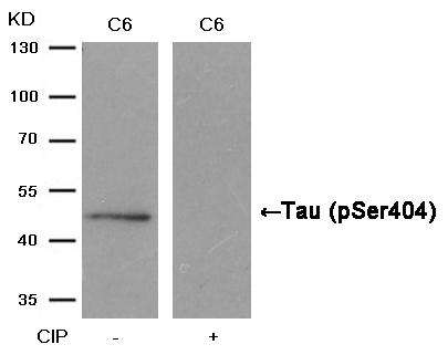 Tau(Phospho-Ser404) Antibody