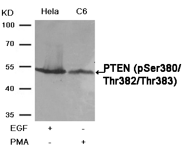 PTEN(Phospho-Ser380/Thr382/Thr383) Antibody