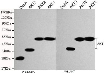 total AKT Monoclonal Antibody