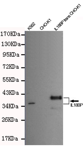 IL18 binding protein Monoclonal Antibody