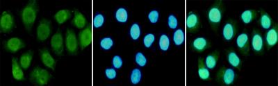 RPA70 Monoclonal Antibody