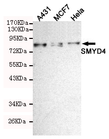 SMYD4 Monoclonal Antibody