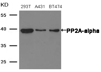 PP2A-a Antibody