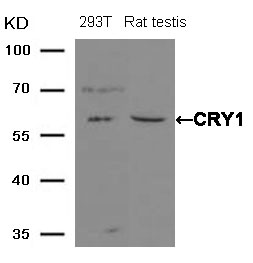 CRY1 Antibody