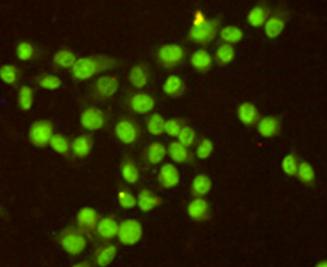 RPA32/RPA2 Monoclonal Antibody