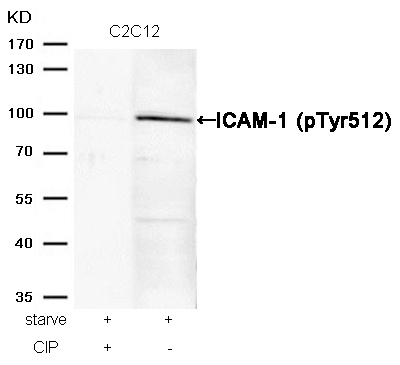 ICAM-1(Phospho-Tyr512) Antibody