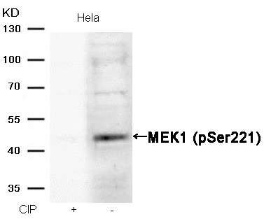 MEK1(Phospho-Ser221) Antibody