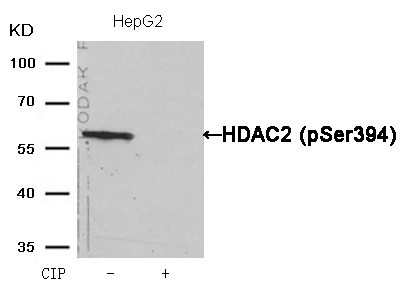 HDAC2(Phospho-Ser394) Antibody