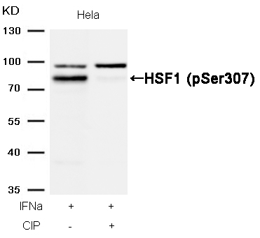 HSF1(Phospho-Ser307) Antibody