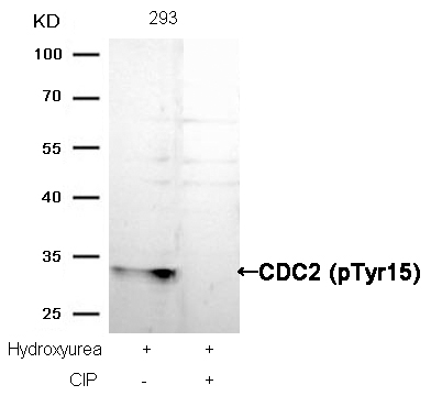 CDC2(Phospho-Tyr15) Antibody