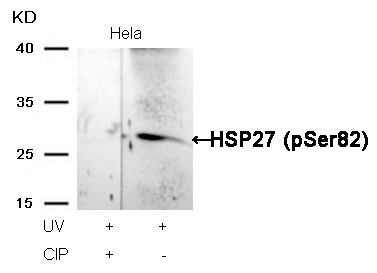 HSP27(Phospho-Ser82) Antibody - SAB | Signalway Antibody