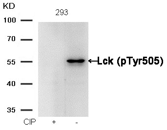 Lck(phospho-Tyr505) Antibody