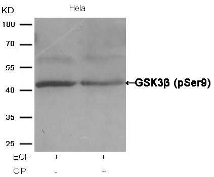 GSK3β (Phospho-Ser9) Antibody - SAB | Signalway Antibody