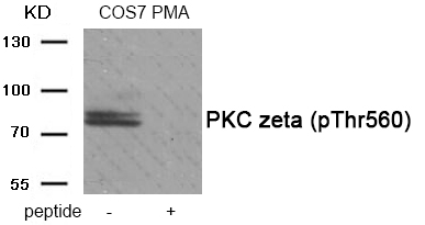 PKC zeta (Phospho-Thr560) Antibody
