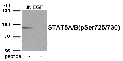 STAT5A/B (Phospho-Ser725/730) Antibody