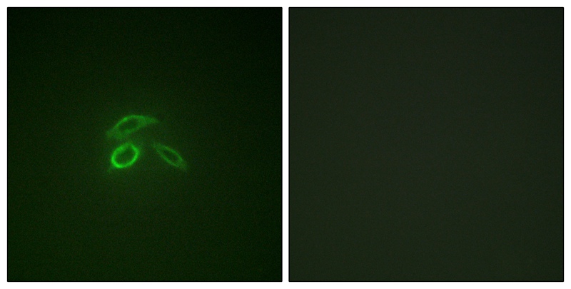 CD227/MUC1 (Phospho-Tyr1229) Antibody