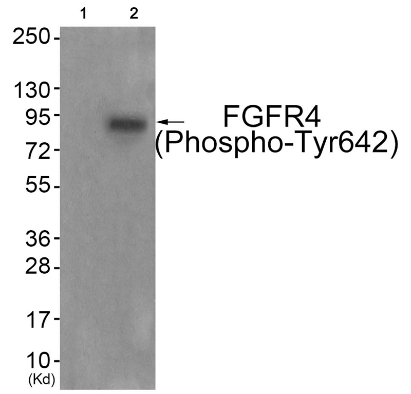 FGFR4 (Phospho-Tyr642) Antibody