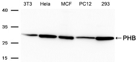 PHB Antibody