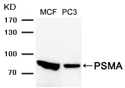 PSMA Antibody