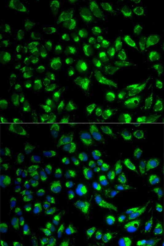 SPAM1 Antibody