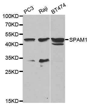 SPAM1 Antibody