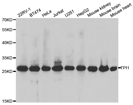 TPI1 Antibody