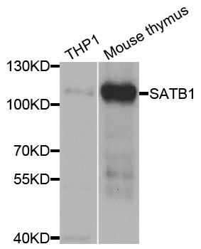 SATB1 Antibody